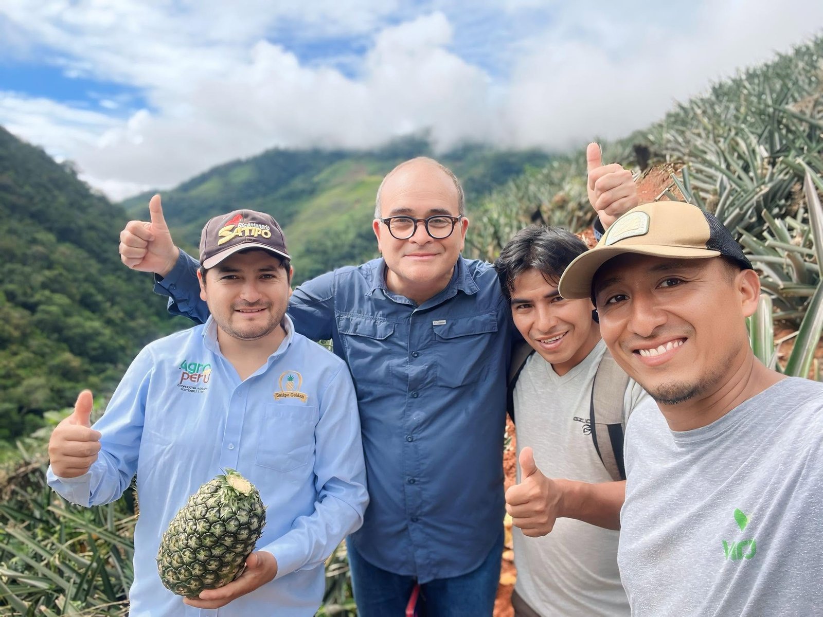 Cultivos de piña