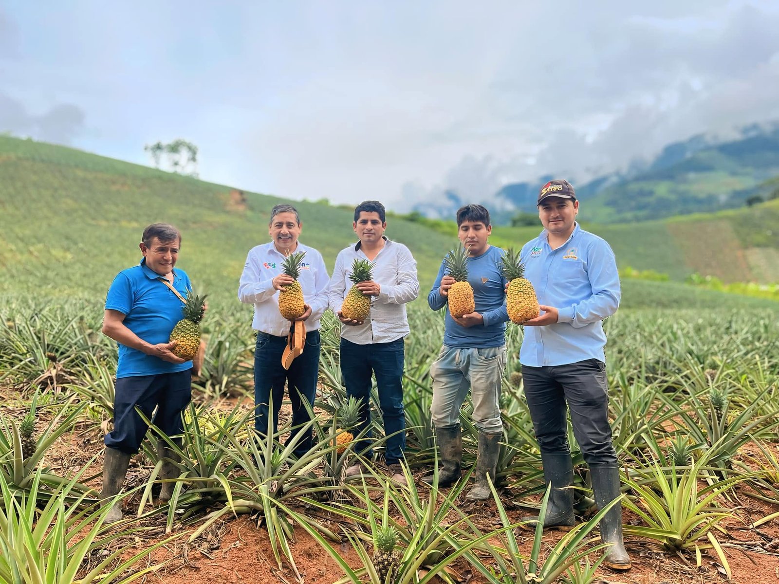 Piña seleccionada