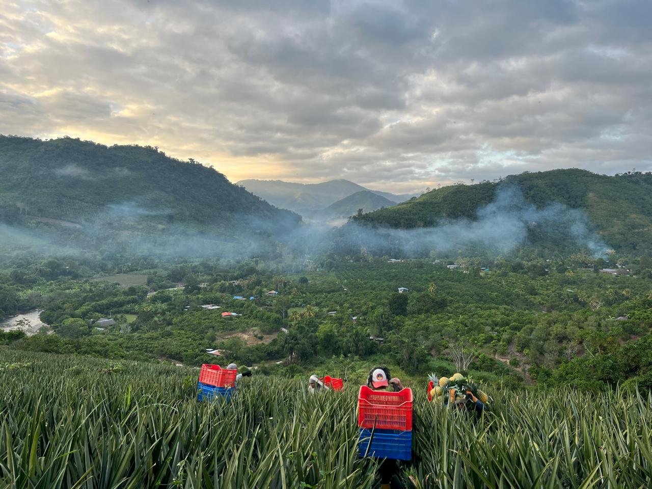 Cosecha de Piña