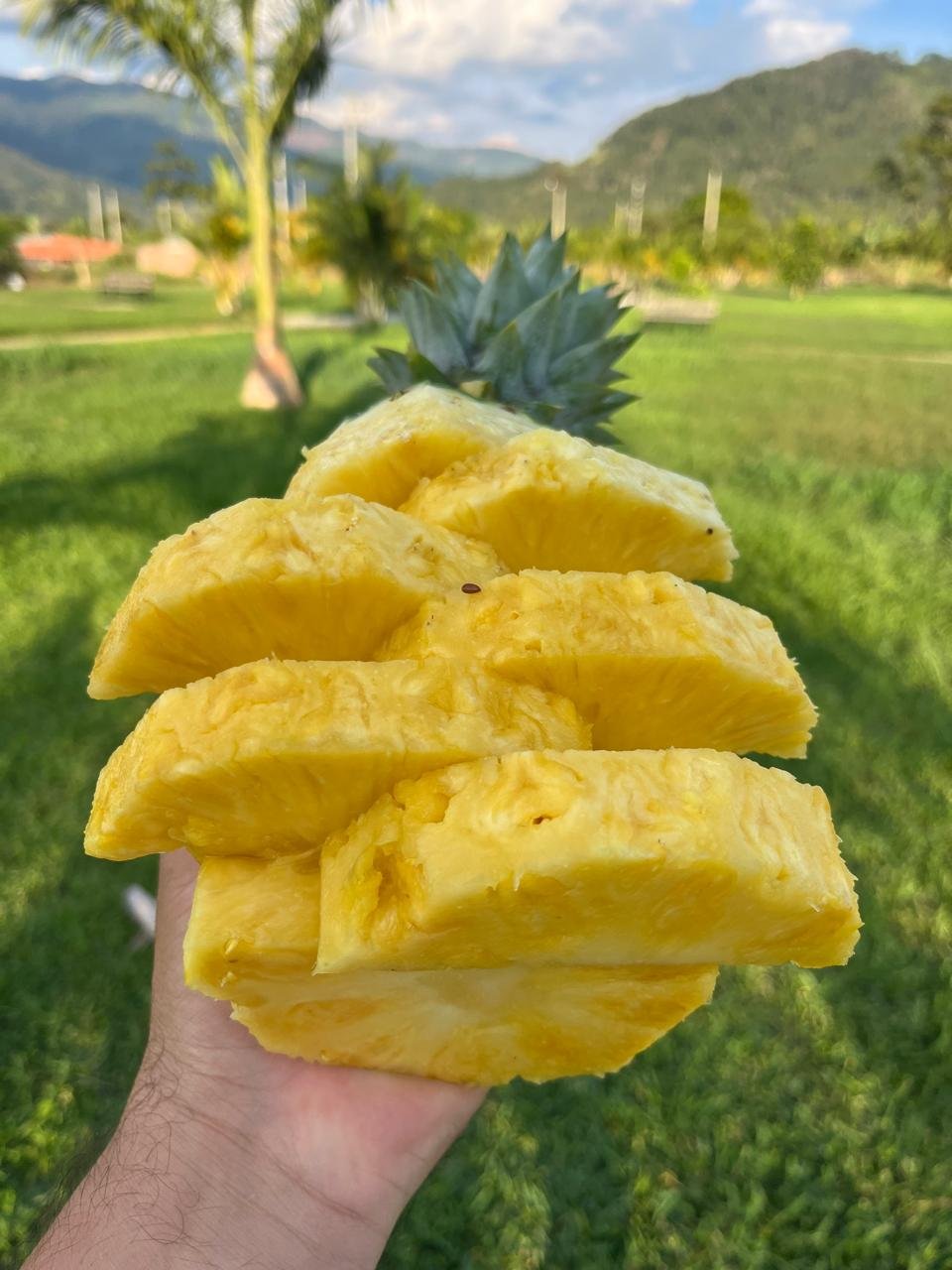 Pulpa fresca de Piña Golden
