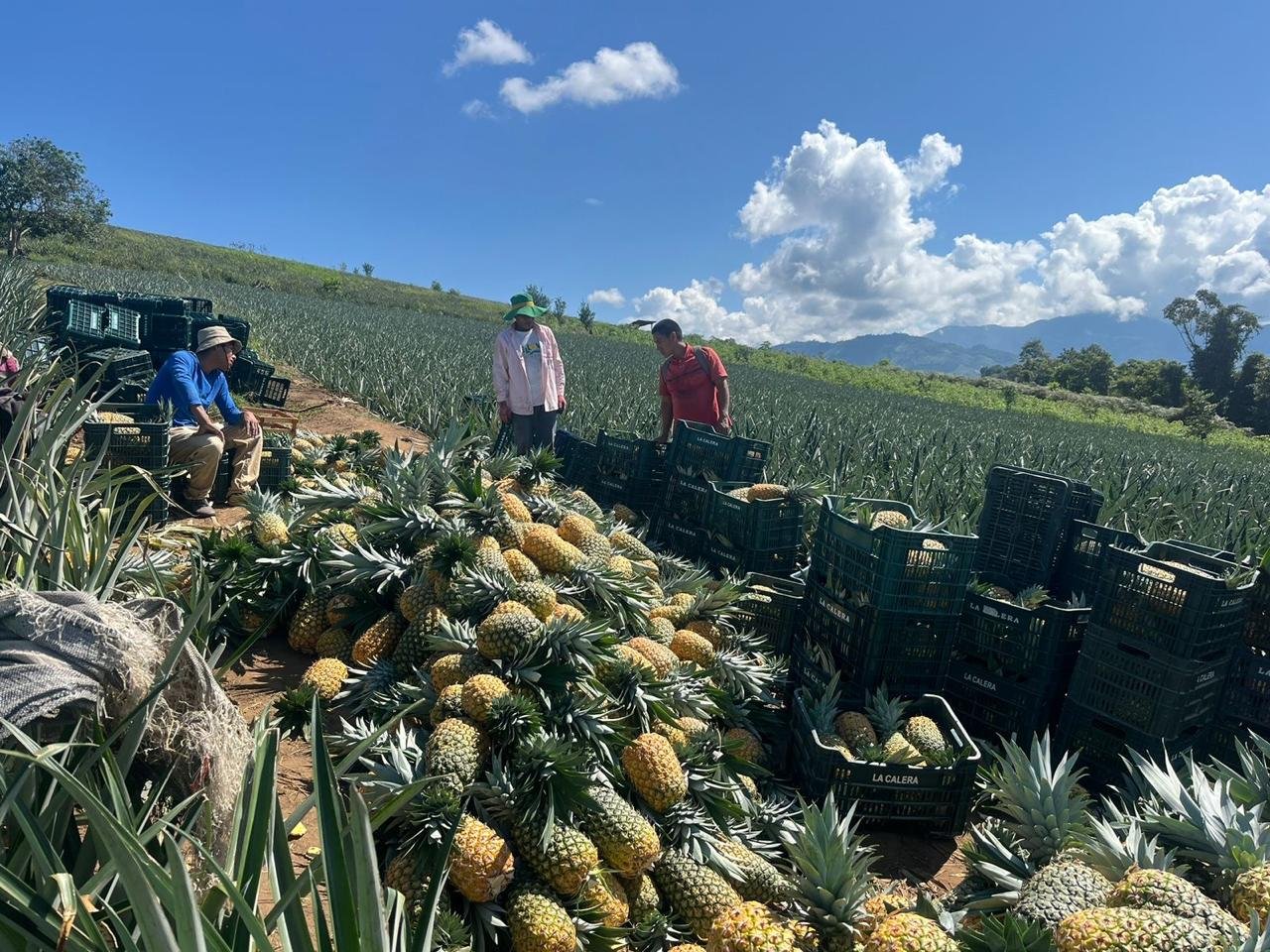 Pulpa de Piña Golden