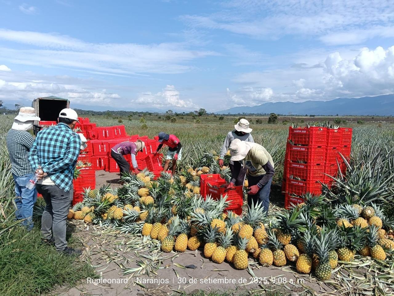 Manos agricultoras