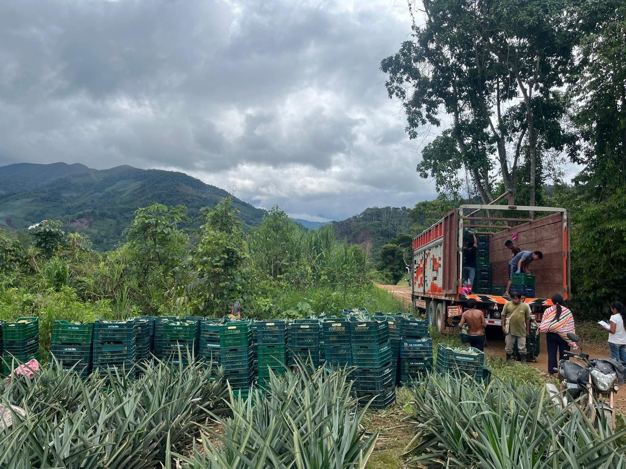 Piña fresca