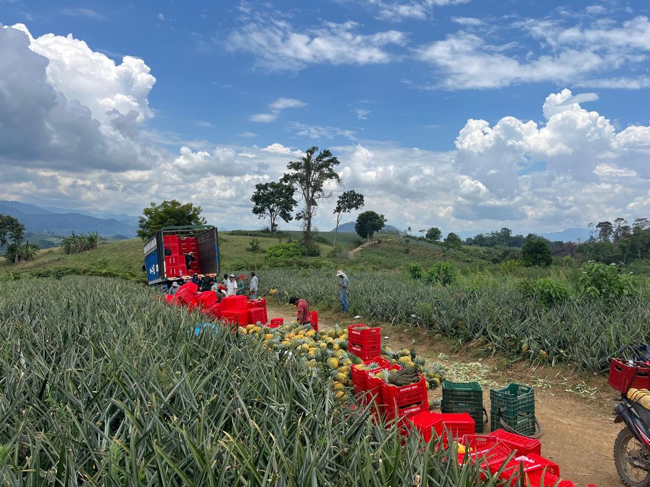 Paisaje selva central