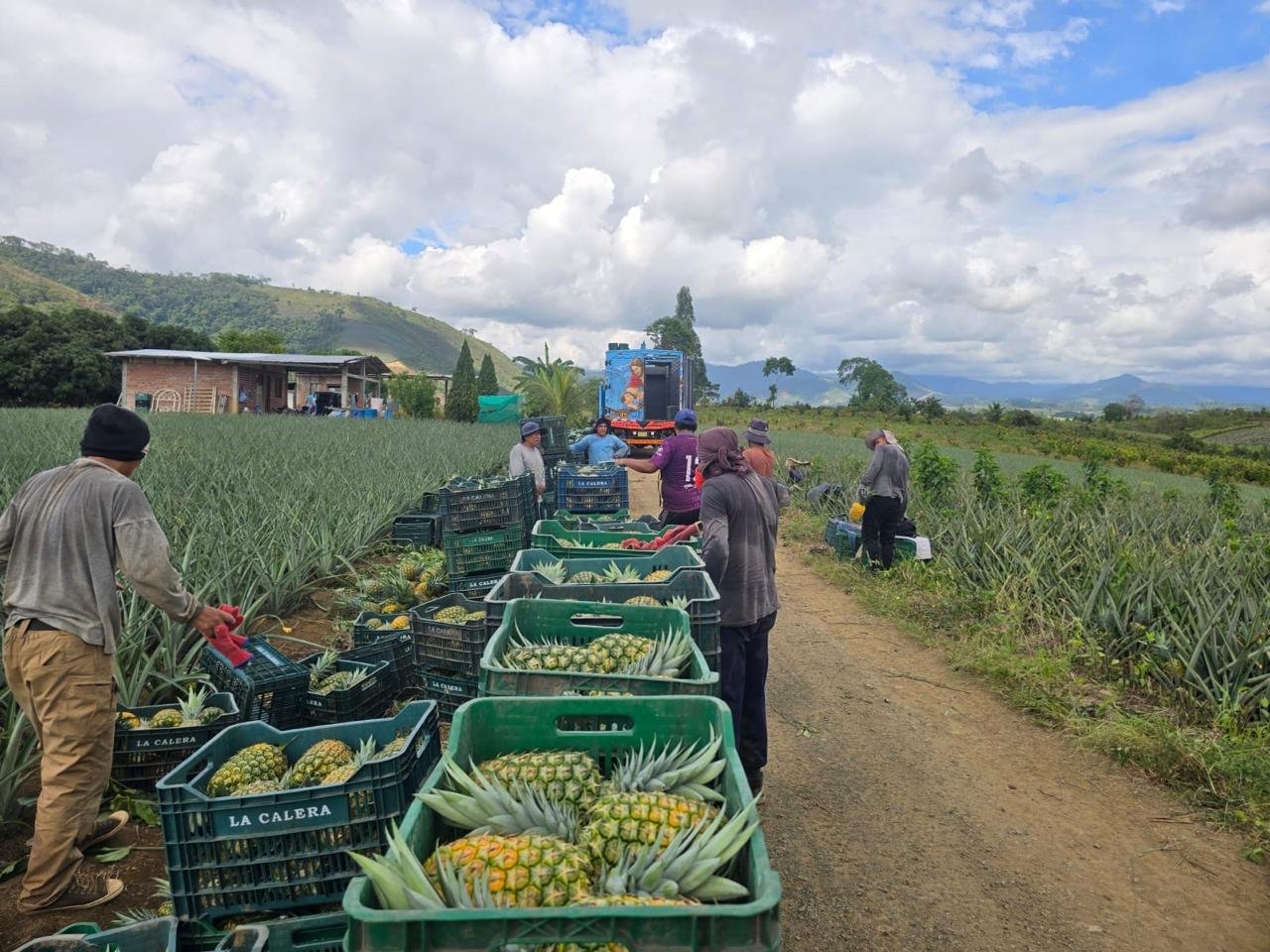 Trabajo en el campo